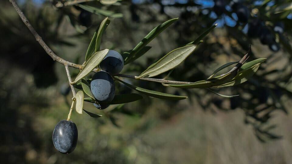 olives-3082012_960_720|olive-trees-2660028_960_720